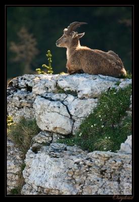 CRW_8443