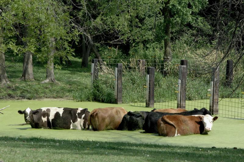 Cow Soup