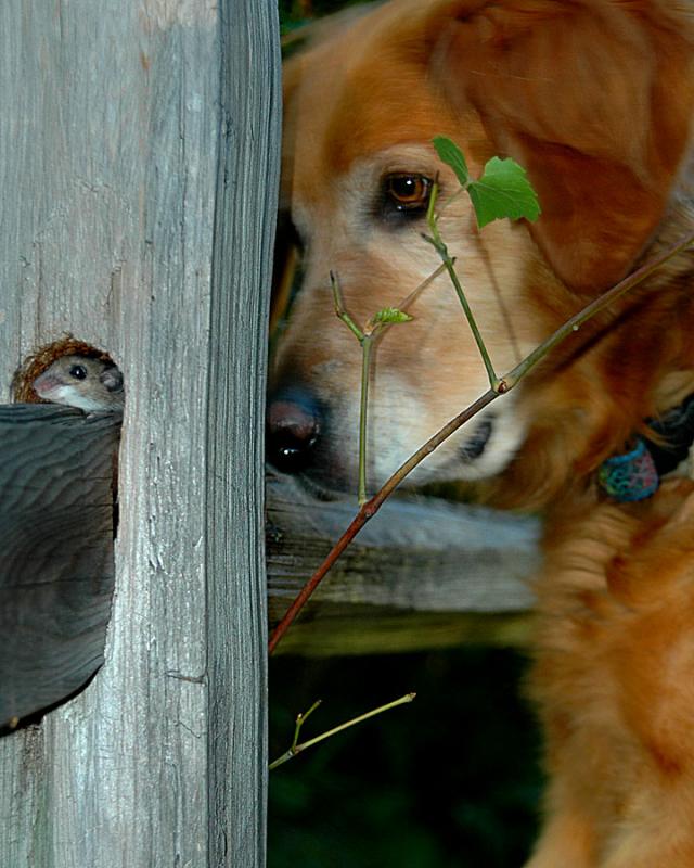 Sadie and The Mouse