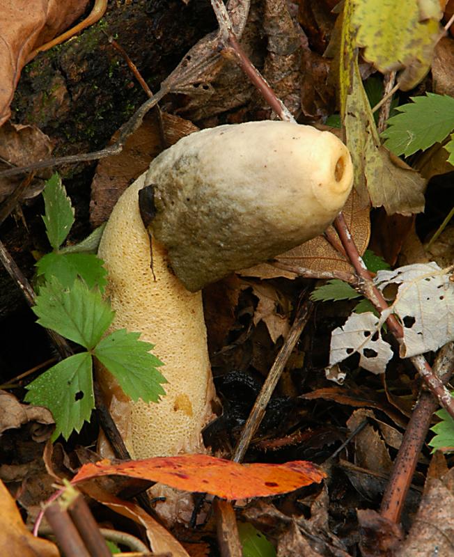 Penis Fungus