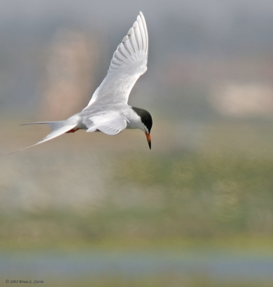 Forsters Tern (20D IMG_8107.jpg
