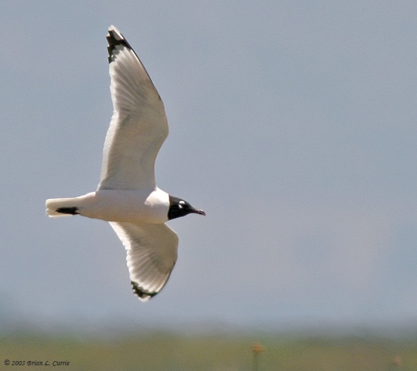 Franklins Gull (20D) IMG_8902.jpg