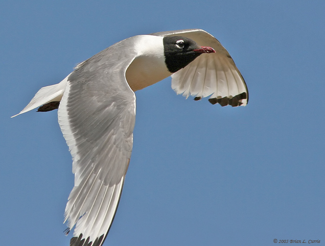 Franklins Gull (Flying) (20D) IMG_9225.jpg