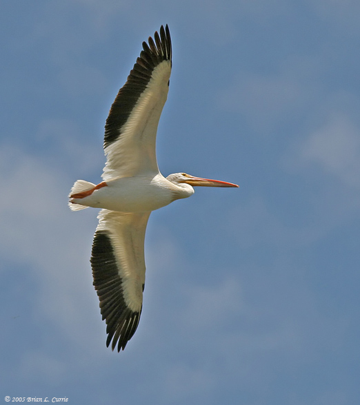 American White Pelican (Flying) (20D) IMG_9250_filtered post.jpg