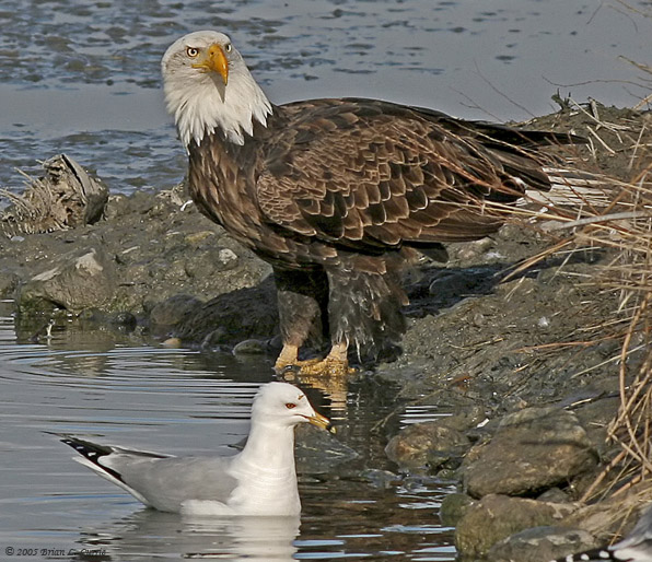 Bald Eagle 20d W Rb Gull In Fg For Size Comparison Img 7257 Jpg Photo Bcurrie Photos At Pbase Com