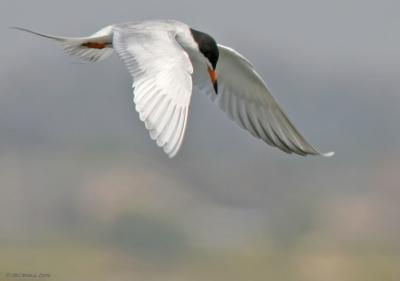 Forster's Tern (20D IMG_8111.jpg