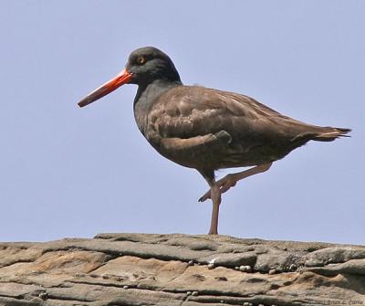 Black Oystercatcher (20D) IMG_8430_filtered A (20D).jpg