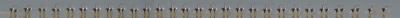 Western Grebe (mating dance - 20D) panorama IMG_8920 _filtered.jpg