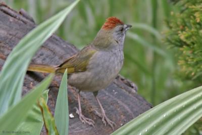 Green-tailed Towhee IMG_8774 _filtered (20D).jpg