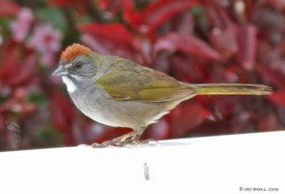 Green-tailed Towhee IMG_8782 _filtered (20D).jpg