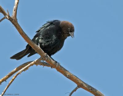 Brown-headed Cowbird (20D) IMG_8820 _filtered post.jpg