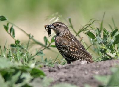 Red-winged Blackbird (female w-insect) (20D) IMG_8835 _filtered (20D).jpg