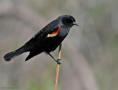Red-winged Blackbird (20D) IMG_8836 _filtered post.jpg
