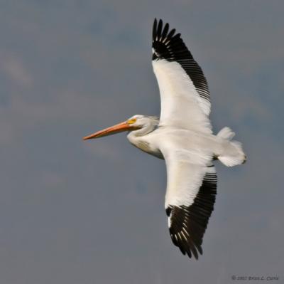 American White Pelican (in flight) IMG_8882 _filtered post.jpg