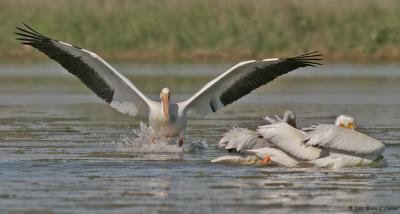 American White Pelican (landing) IMG_8888 _filtered post.jpg