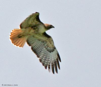 Red-tailed Hawk (flying) (20D) IMG_9023 _filtered post.jpg