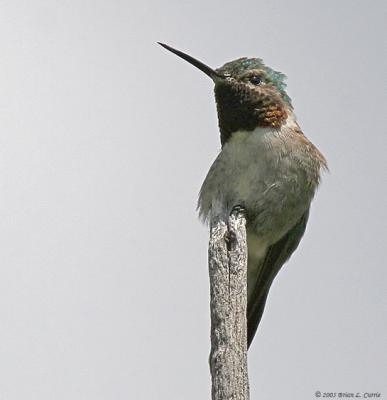 Broad-tailed Hummingbird (20D) IMG_9035 _filtered post.jpg
