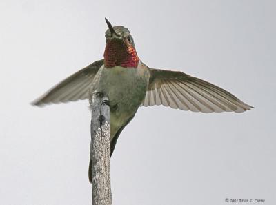 Broad-tailed Hummingbird (20D) IMG_9038 _filtered post.jpg