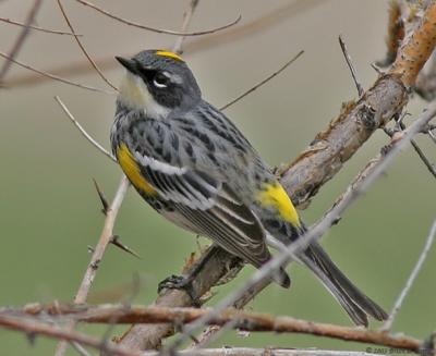 Yellow-rumped Warbler Intergrade Myrtle X Audubons (20D) IMG_8696_filtered post.jpg
