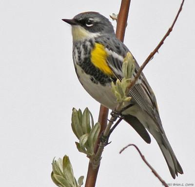 Yellow-rumped Warbler Intergrade Myrtles X Audubons (20D) IMG_8721_filtered post.jpg