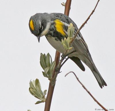 Yellow-rumped Warbler Intergrade Myrtles X Audubons (20D) IMG_8730 _filtered post.jpg