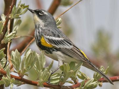Yellow-rumped Warbler Intergrade Myrtles X Audubons (20D) IMG_8748 _filtered post.jpg