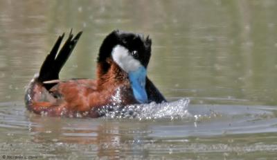 v3/88/33088/3/46335829.IMG_8914RuddyDuckmale_filteredpost.jpg