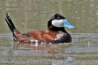 Ruddy Duck (male) (20D) IMG_8916_filtered post.jpg