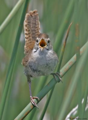 Wrens (Troglodytidae)