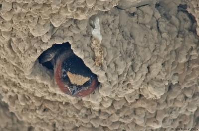 Cliff Swallow (20D) IMG_8988_filtered.jpg