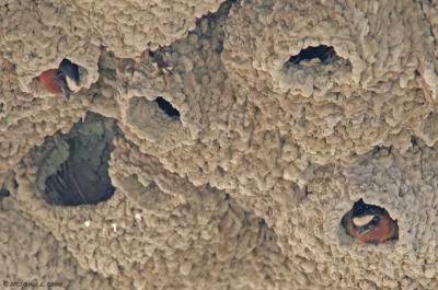Swallows (Hirundinidae)