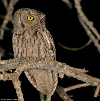 Western Screech Owl (20D) IMG_9190_filtered post.jpg
