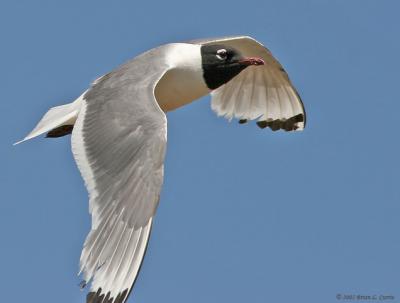 Franklins Gull (Flying) (20D) IMG_9225.jpg