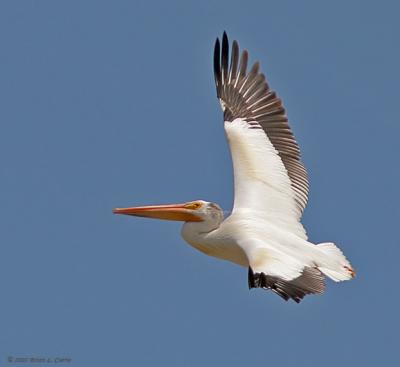 American White Pelican (Flying) (20D) IMG_9229_filtered post.jpg
