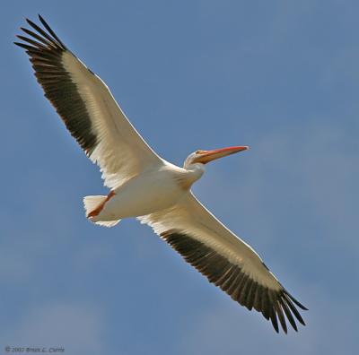 American White Pelican (Flying) (20D) IMG_9241_filtered post.jpg
