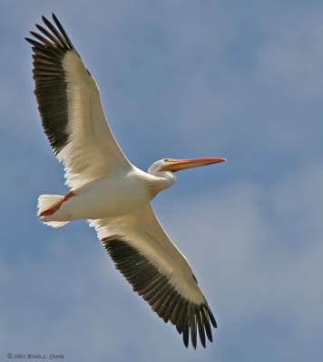 American White Pelican (Flying) (20D) IMG_9244_filtered post.jpg