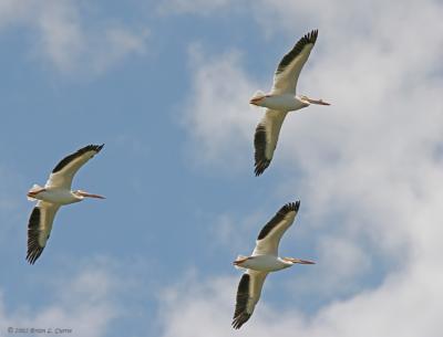 American White Pelican Flying (three) (20D) IMG_9273_filtered post.jpg