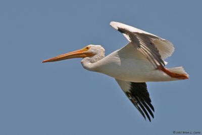 American White Pelican (Flying) (20D) IMG_9290_filtered post.jpg