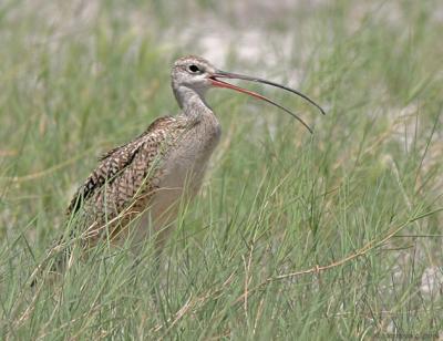v3/88/33088/3/47009621.IMG_9298LongbilledCurlew_filteredpost.jpg