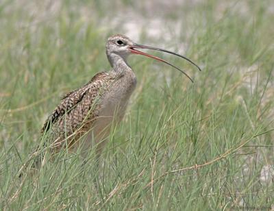 Long-billed Curlew (20D) IMG_9298_filtered post.jpg