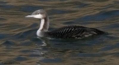 Pacific Loon IMG_1066_filtered pbase 11-7-04.jpg