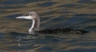 Pacific Loon IMG_1068_filtered pbase 11-7-04.jpg