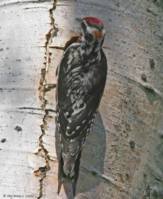 Red-naped Sapsucker (female) (20D) IMG_9600.jpg