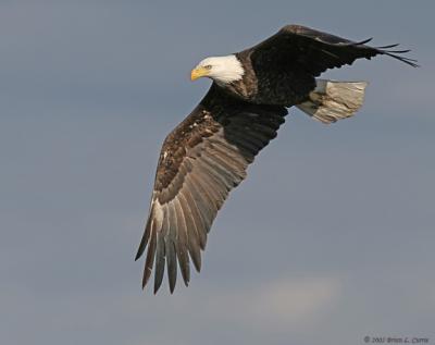 Bald Eagle (20D) IMG_7114.jpg