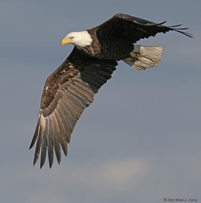 Bald Eagle (20D) IMG_7114B.jpg
