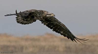 Bald Eagle (immature -3rd year) (20D) IMG_7409.jpg