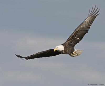 Bald Eagle (20D) IMG_7112.jpg