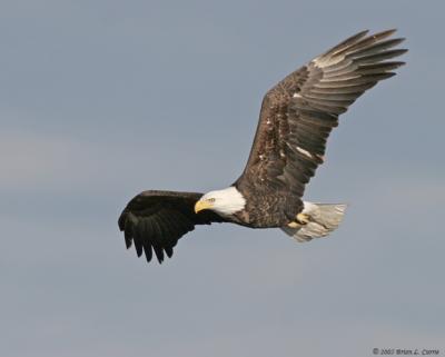 Bald Eagle (20D) IMG_7113.jpg