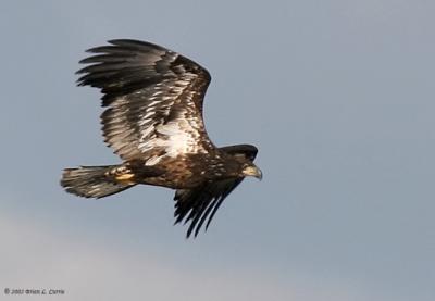 Bald Eagle (immature - 1st  year) (20D) IMG_7165.jpg