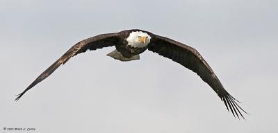Bald Eagle (20D) IMG_7198.jpg